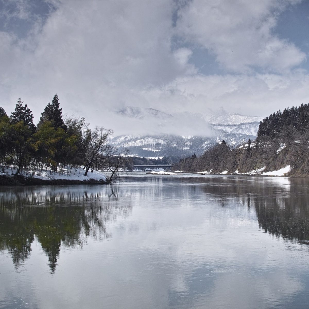 NISHIKIGOI MADE IN JAPAN #8